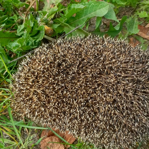 Павел Марченко