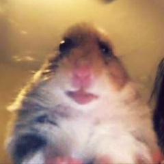 Дима Никитин